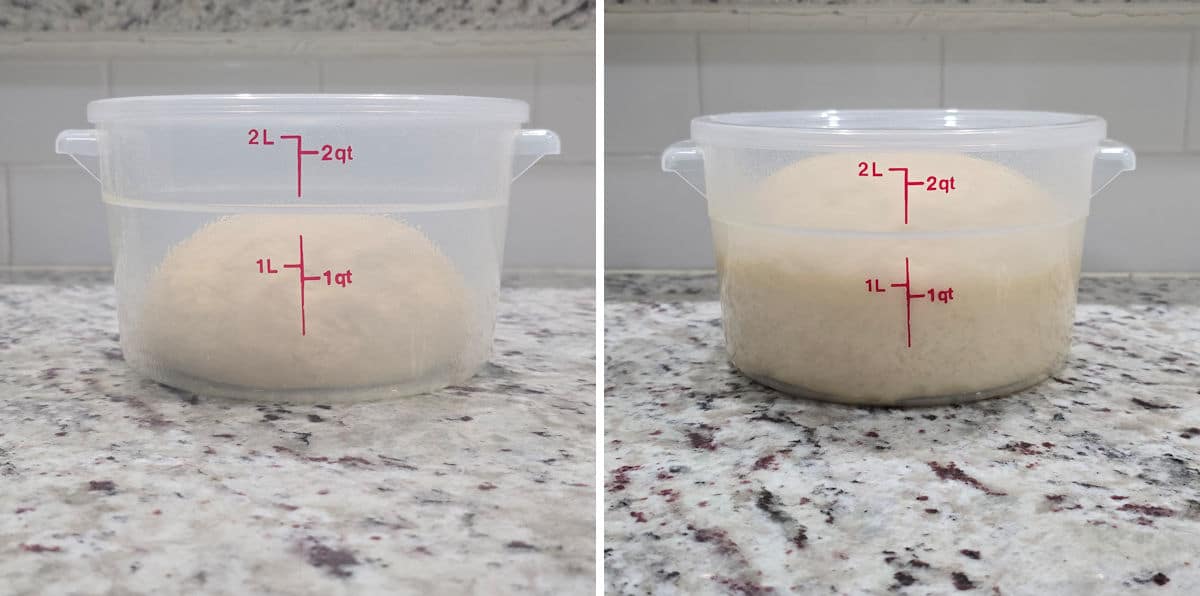 Dough doubling in a plastic container.